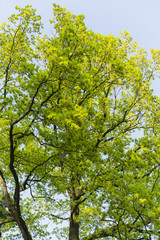 Fototapeta na wymiar light green oak leaves in the afternoon sun