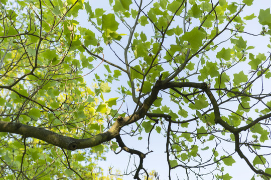 tulip tree in the afternoon sun