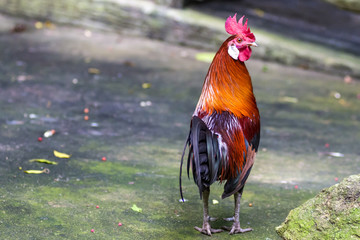 The Male Asia Red Jungle Fowl white ear