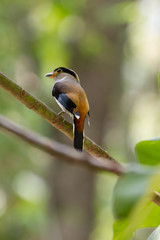 colorful bird Silver-breasted broadbil
