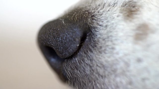 Close-up of a Welsh Corgi Nose