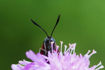 Zygène de la Filipendule