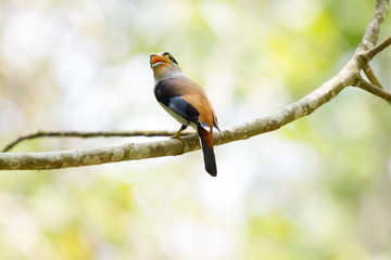 colorful bird Silver-breasted broadbil