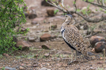 Black-bellied bustard in Kruger National park, South Africa