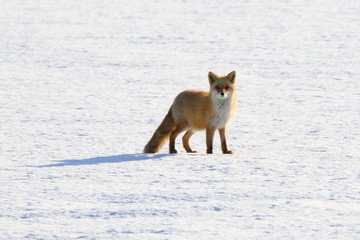 Snow of red foxes