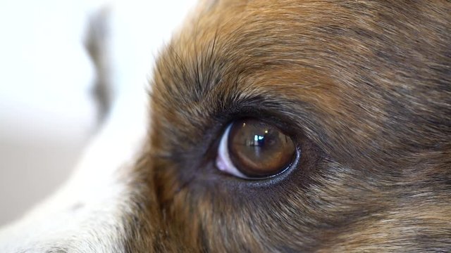 Close-up of a Welsh Corgi Eye