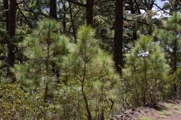 Forest of Pinus canariensis. Pine tree in Tenerife, road Pinolere to Teide