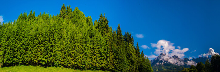 Grüner Wald und Wilder Kaiser
