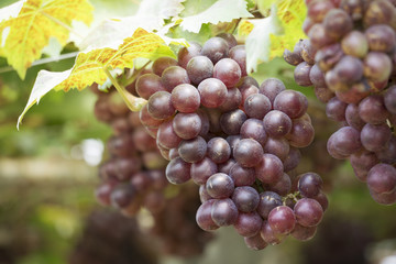 Grape vine