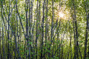 Obraz premium Thickets of young alder with sunlight 