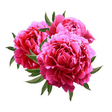 Fototapeta Three peonies