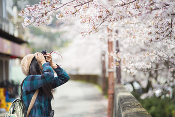 A traveler Sightseeing in Japan Cherry blossom