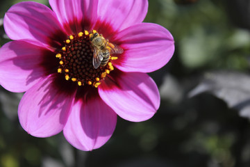 bee collecting pollen