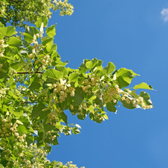 Lindenbl&uuml;ten, Sommerlinde, Tilia platyphyllos