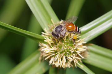 Small bee in the green garden