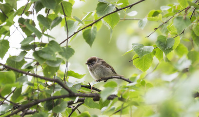 House Sparrow in Birch Tree