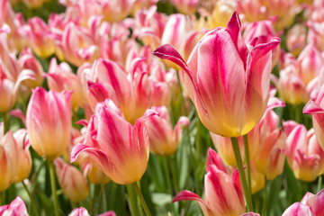 Fototapeta premium mehrblütige Tulpe (Tricolette)