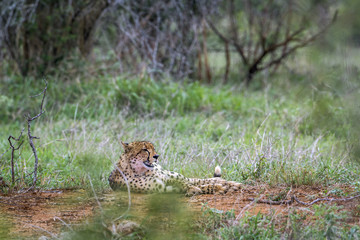 Cheetah in Kruger National park, South Africa