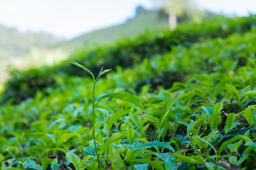 Close up of tea leaves in tea plantations