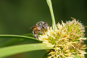 Small bee in the green garden