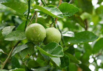 fresh limes on plant