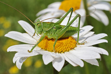 Grasshopper
