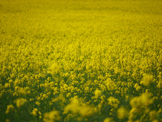 rapeseed field with yellow flowers