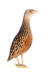 Bird a Corn crake isolated on the white