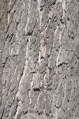 Linde, Tilia, Rinde, Lindenrinde