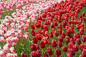 bunte Tulpen in den Niederlanden