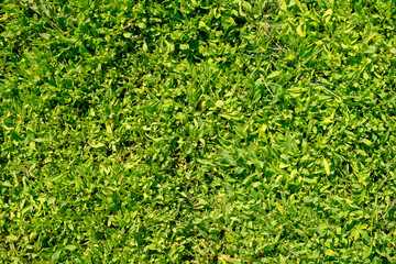 lawn of green grass natural background. top view
