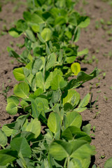 Young stems peas sprouts in the garden