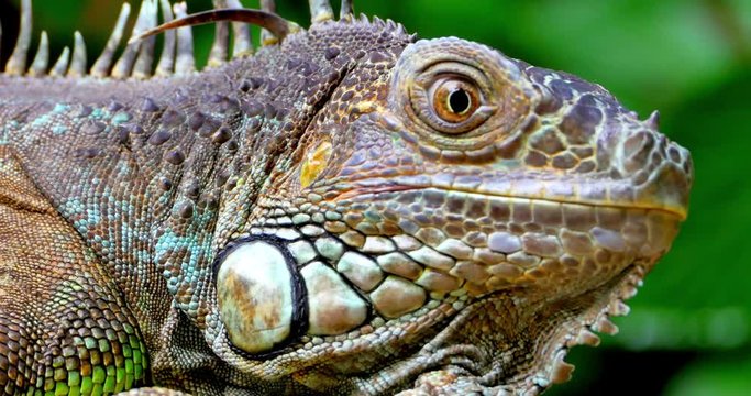 4K Green Iguana Lizard Close-Up Wildlife Shot, Tropical Colorful Environment