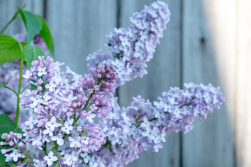 blossomed lilac flower bushes on wooden background