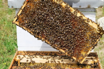 Beekeeper is working with bees and beehives on apiary