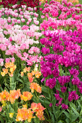 Fototapeta premium bunte Tulpen in den Niederlanden
