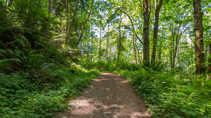 Fototapeta na wymiar The path through the green forest. The sun's rays make their way through the foliage. Fern growing between the trees. Central Peak Trail, Issaquah, King Country, Washington state