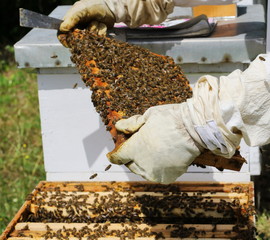 Beekeeper is working with bees and beehives on apiary