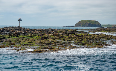 Seal rock island the biggest seals colony near Phillip island of Victoria state of Australia.
