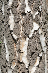 Birke, Betula, Birkenrinde