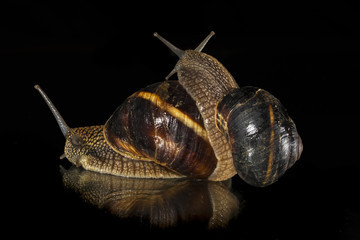 Snails on black  background 
