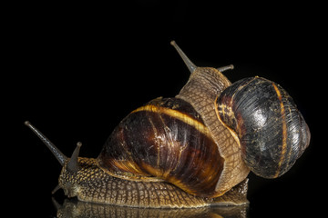 Snails on black background