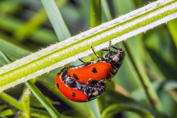 Ladybugs on leaf