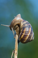 Snail on twig 