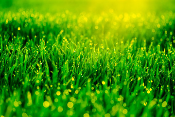 Grass with dew drops