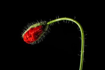 Single poppy bud 
