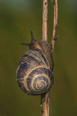 Snail on twig 