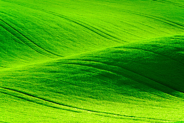 Naklejka premium Green wavy hills in South Moravia