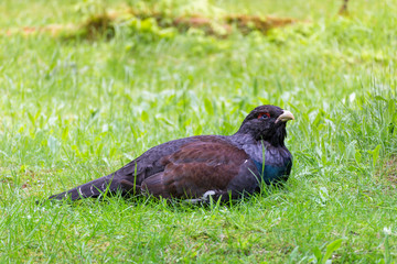 male wood grouse