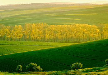 Green wavy hills in South Moravia